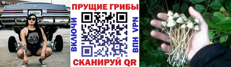 KRAKEN tor  Липецк  shop клад  Галлюциногенные грибы Cubensis 
